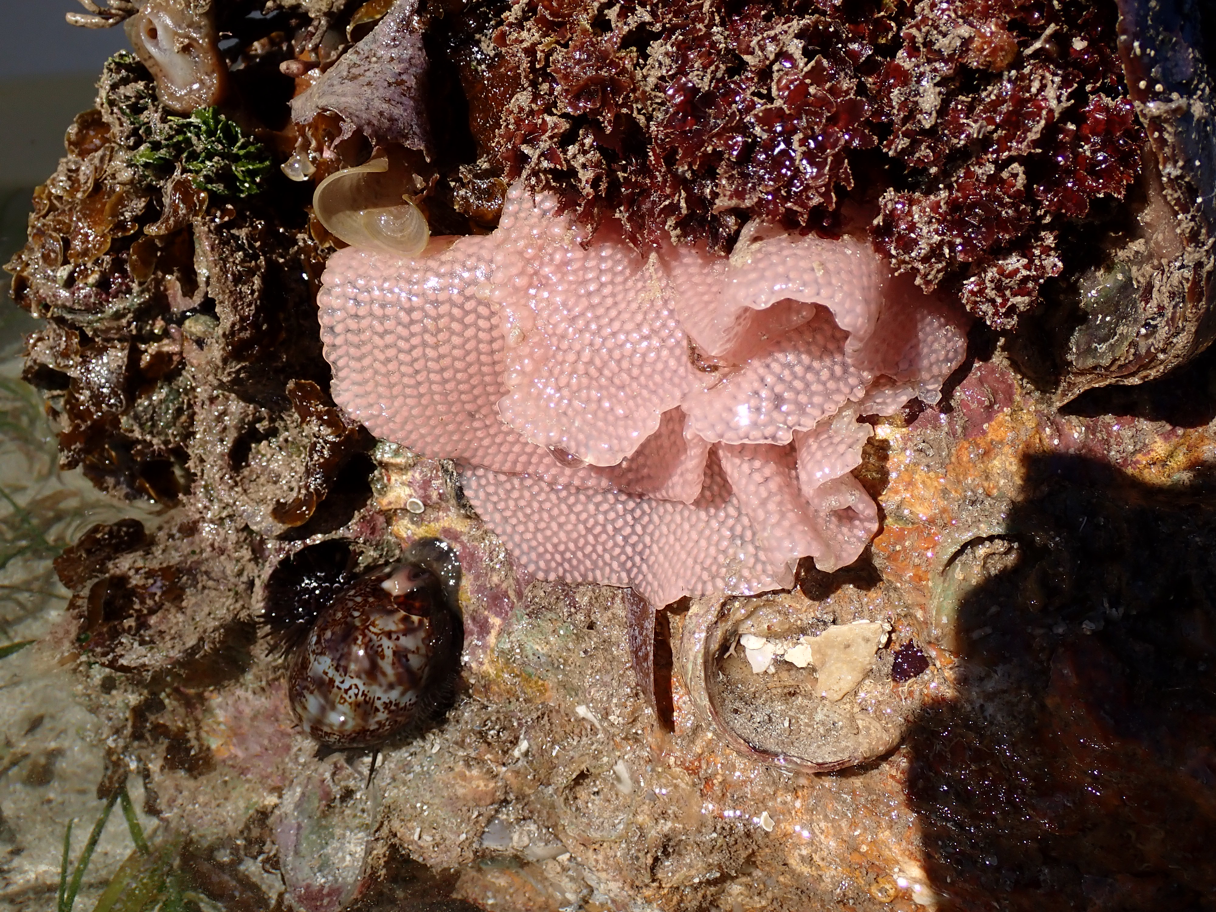 Mollusques-Gastéropodes-Cypraeidae-Mauritia_arabica_et_ponte-Platier_Ricaudy-20240720-1.JPG